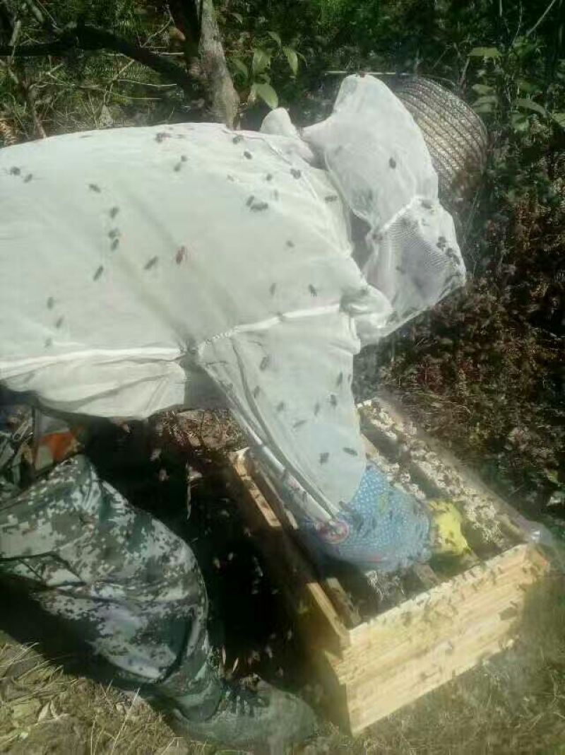 百花蜜纯天然百花蜜
