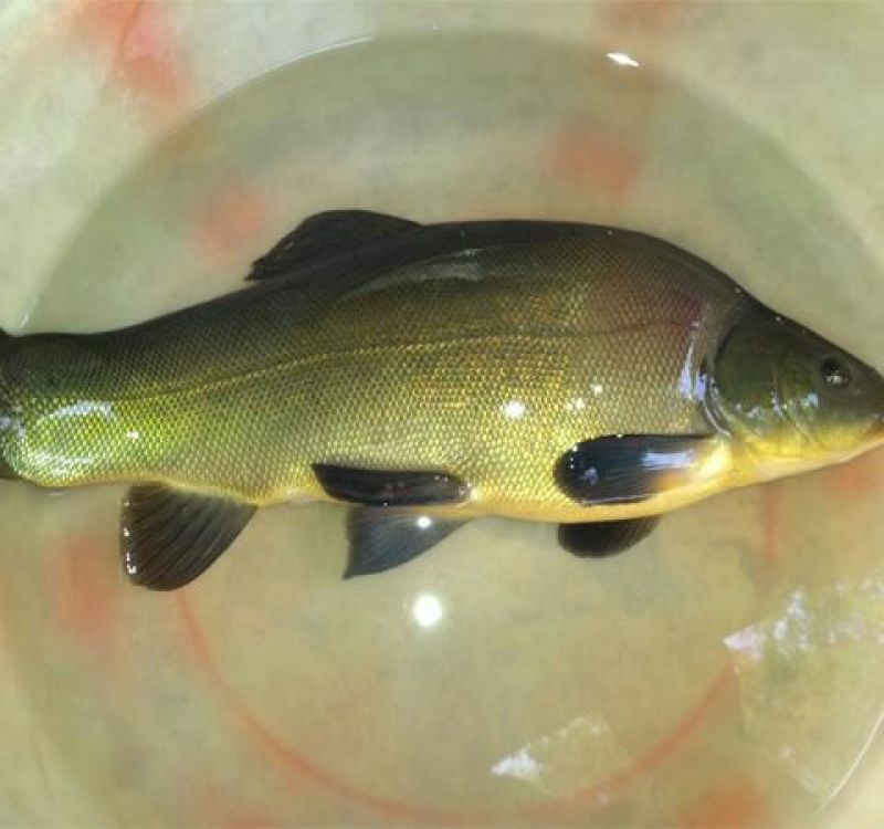 丁桂鱼20cm以上