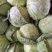 圆包菜颜色绿质量好个头均匀0.5~1公斤精品
