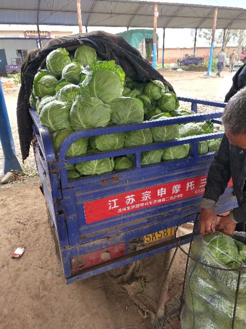 圆包菜颜色绿质量好个头均匀0.5~1公斤精品
