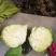 圆包菜颜色绿质量好个头均匀0.5~1公斤精品