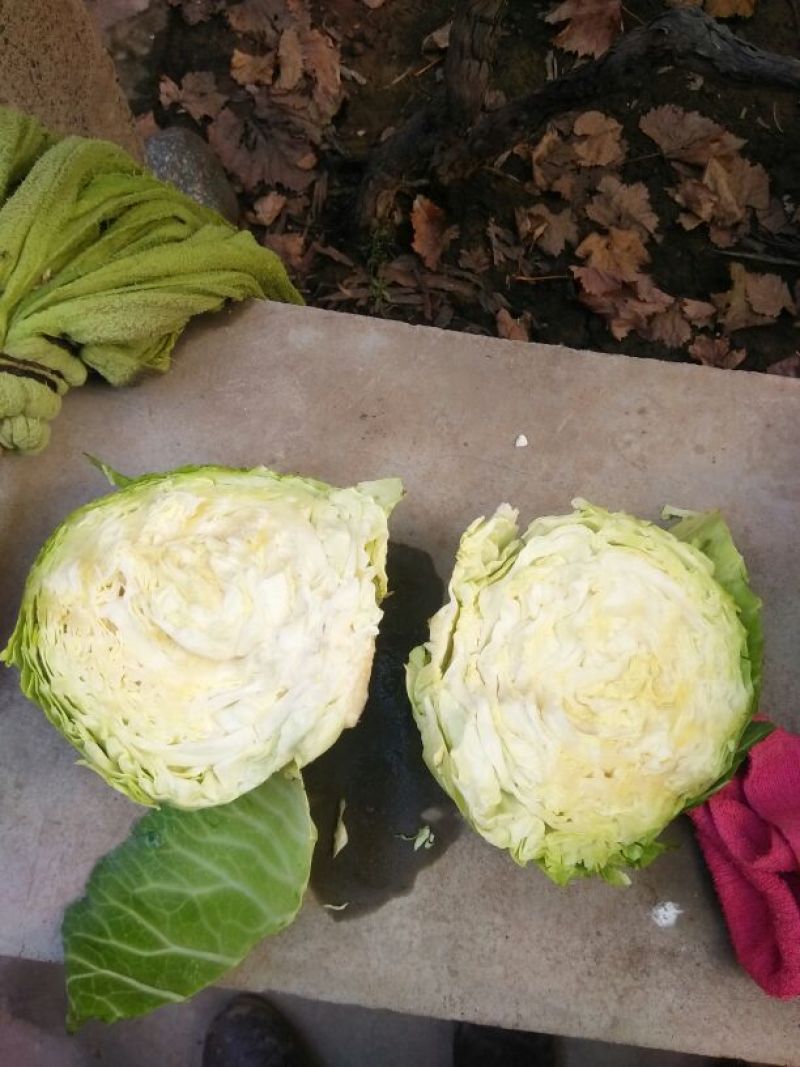 圆包菜颜色绿质量好个头均匀0.5~1公斤精品
