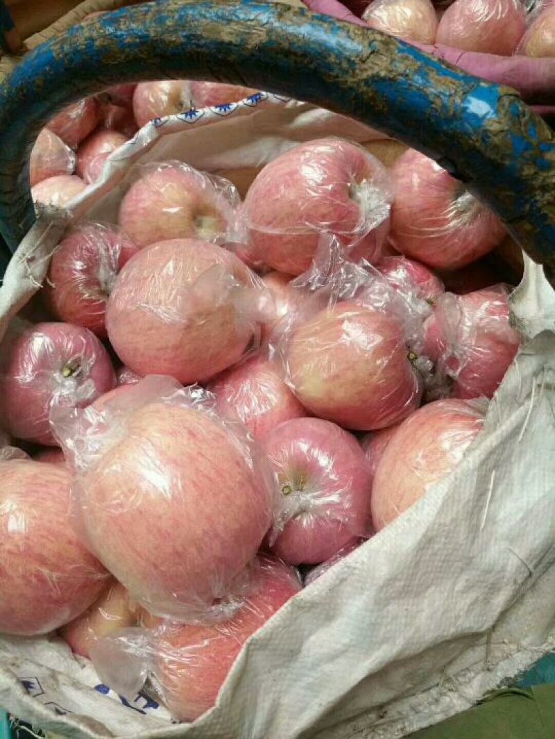 陕西礼泉县红富士苹果，膜代，纸加膜红富士苹产地直供