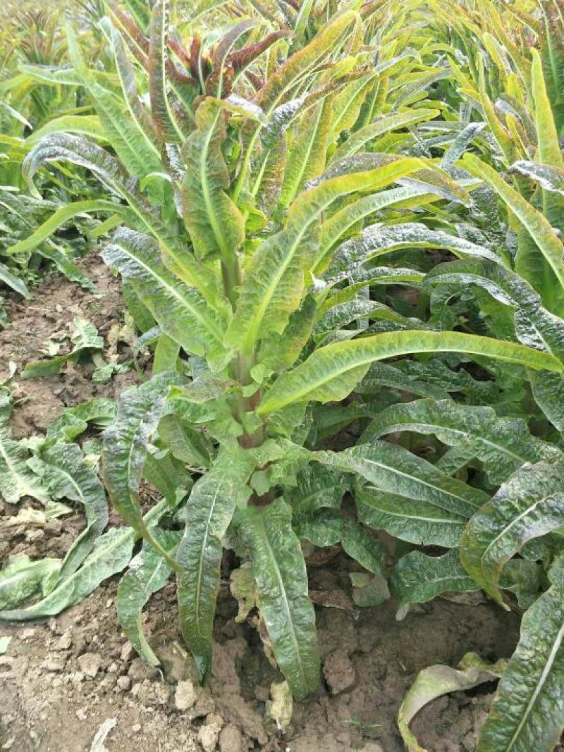 莴苣2斤以上40~50cm质量好价格好货源充足