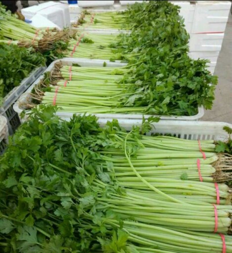 本地精品芹菜，质量有保证，产地真供，专业包装团队