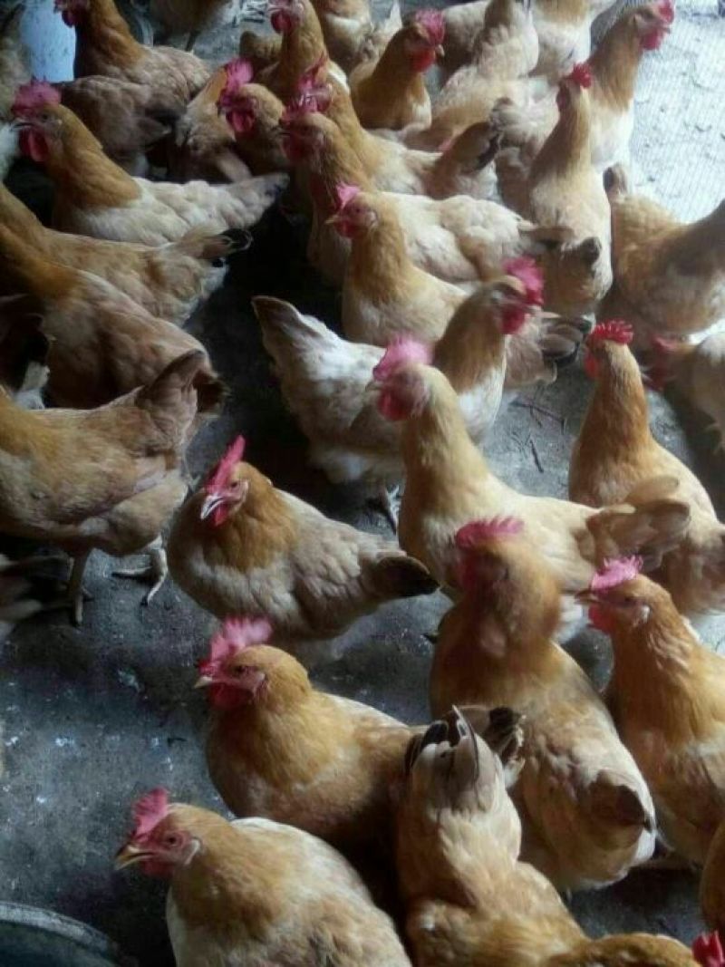 三黄鸡苗出壳苗企业店铺认证安全有可靠