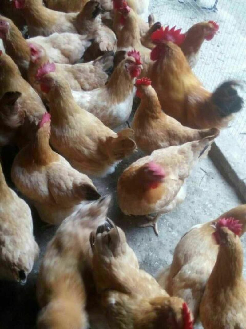 三黄鸡苗出壳苗企业店铺认证安全有可靠