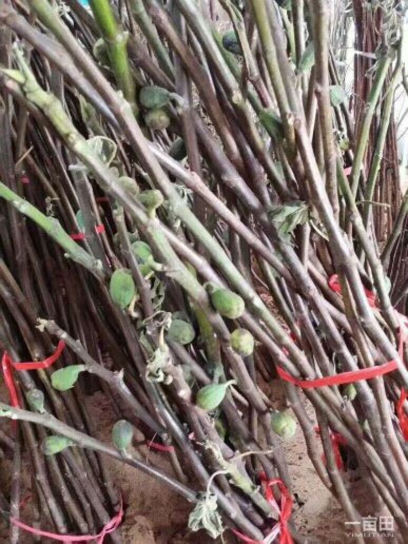 2年生无花果树苗布蓝瑞克日本紫果价格便宜