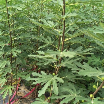 2年生无花果树苗布蓝瑞克日本紫果价格便宜