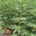 2年生无花果树苗布蓝瑞克日本紫果价格便宜