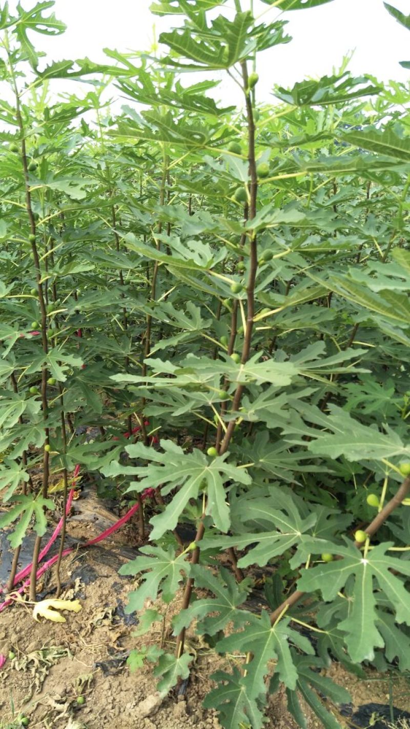 2年生无花果树苗布蓝瑞克日本紫果价格便宜