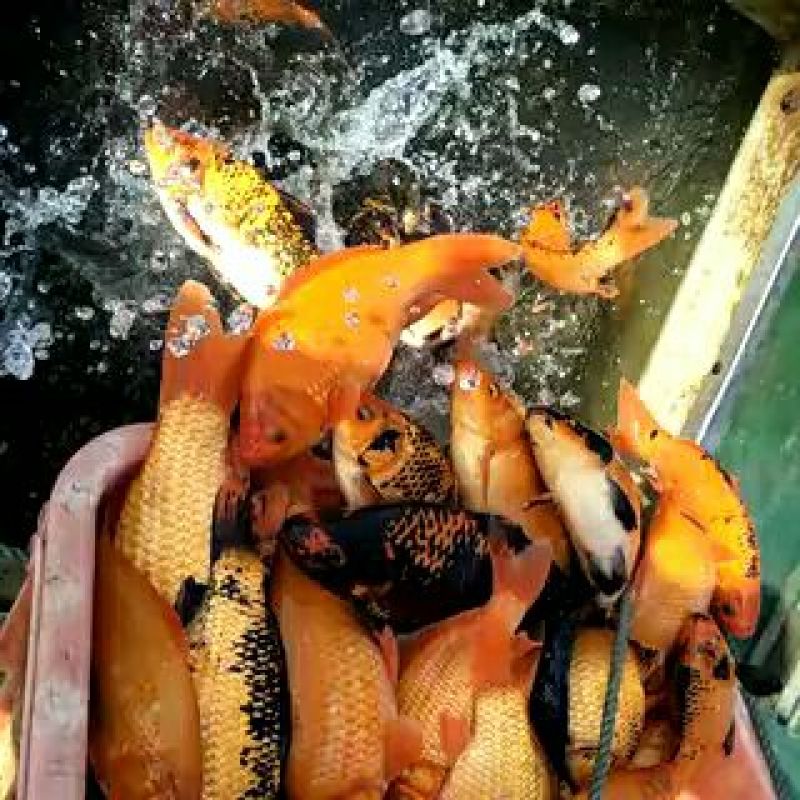杂交鲫鱼垂钓