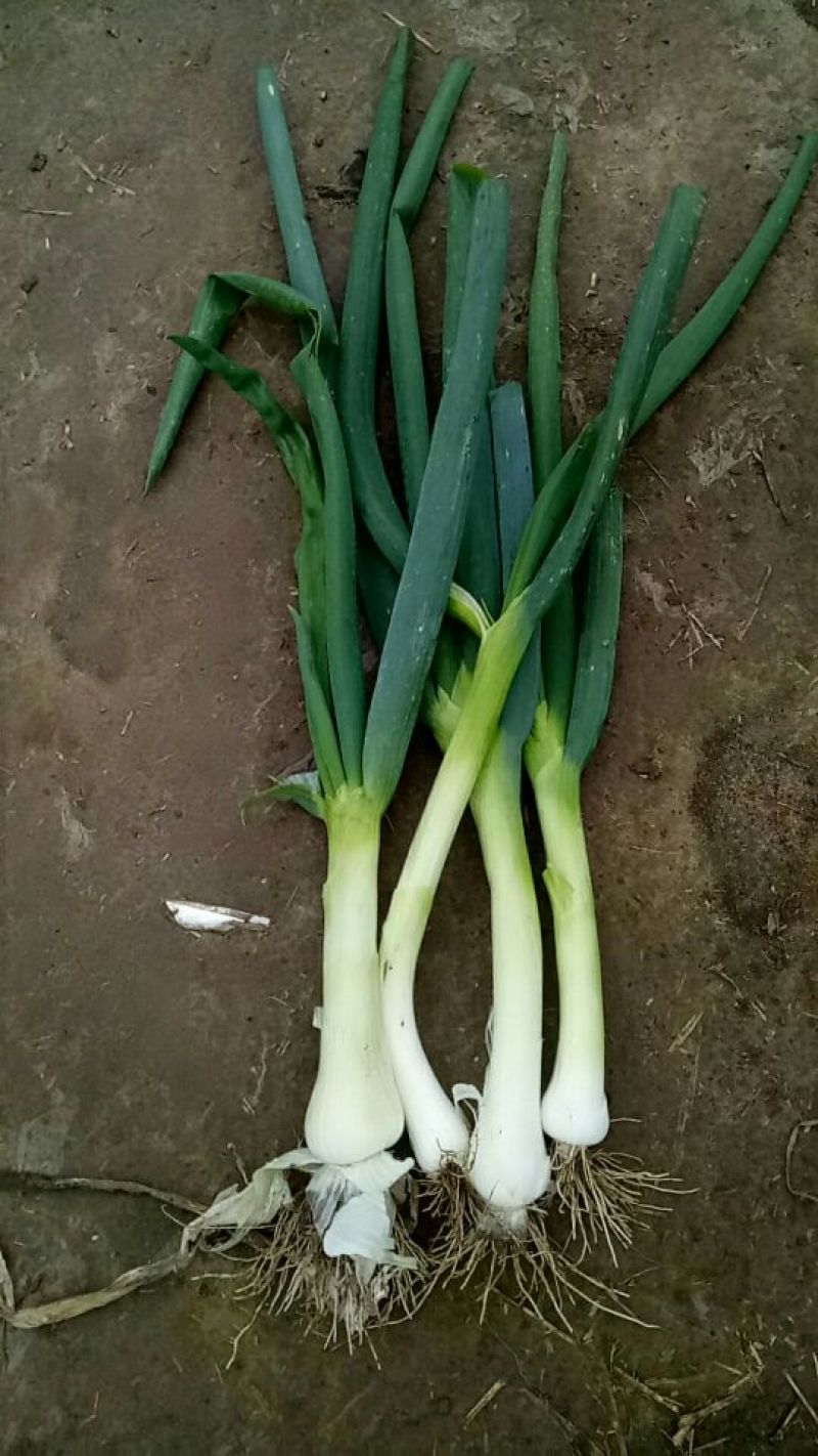 大头葱净葱3cm左右25~30cm
