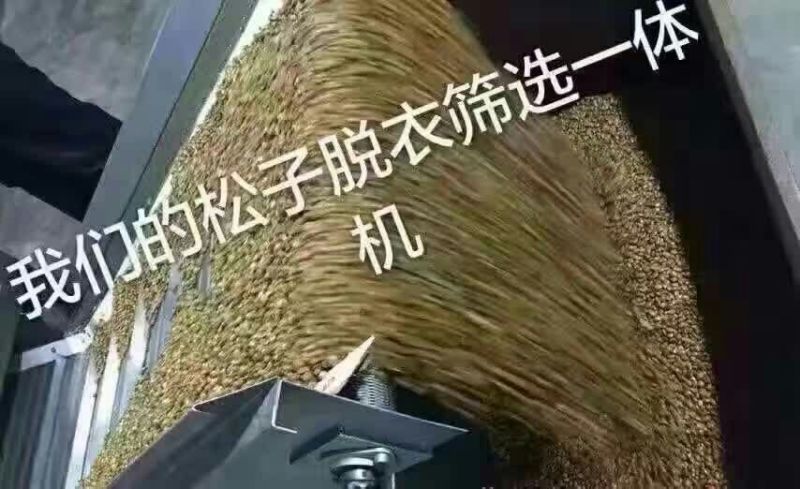 华山松子一级
