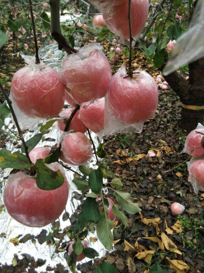 山西万荣脆甜红富士苹果75以上膜袋