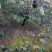梨树4~6cm1.5~2米