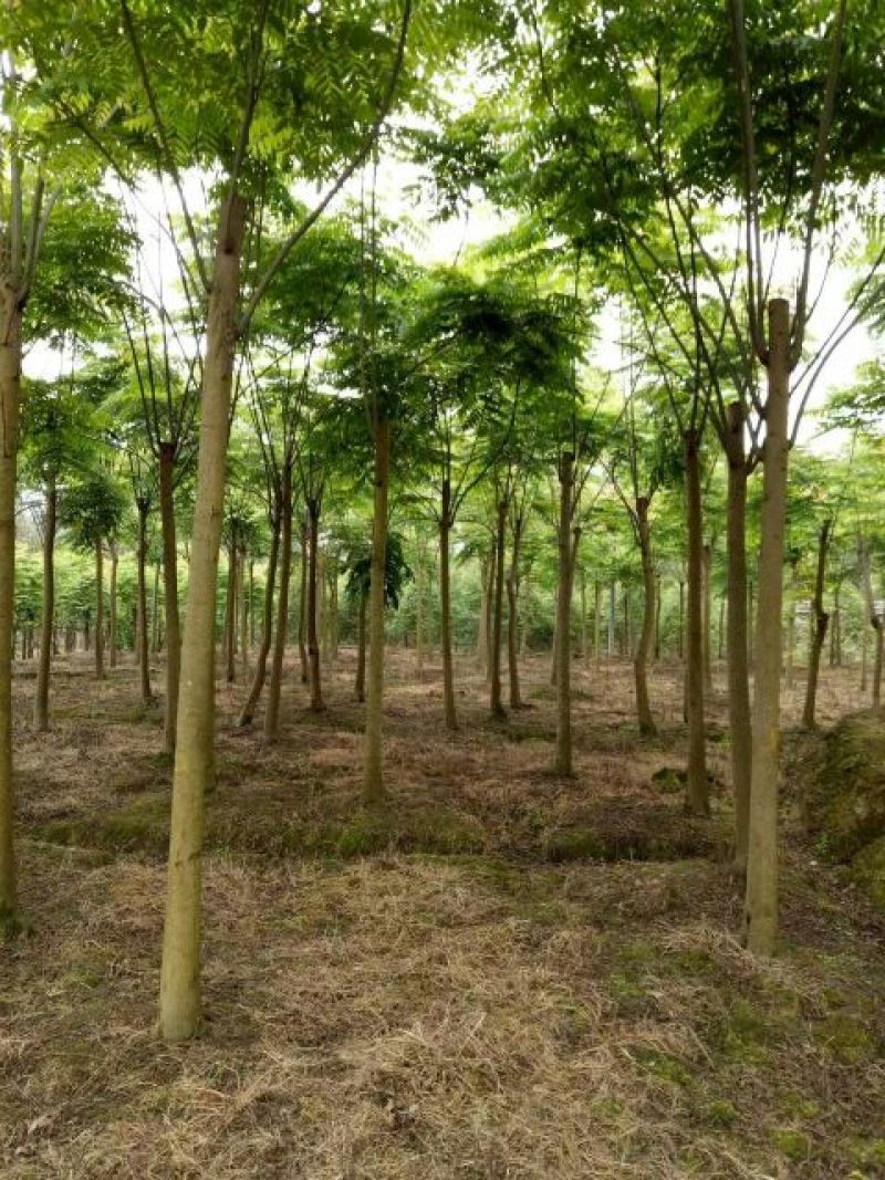栾树12~14cm8~10cm4米以上