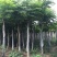 栾树12~14cm8~10cm4米以上