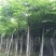 栾树12~14cm8~10cm4米以上
