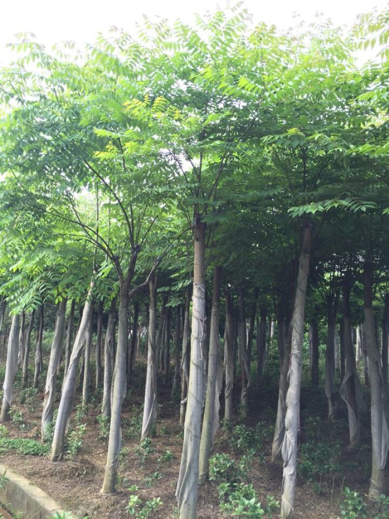 栾树12~14cm8~10cm4米以上