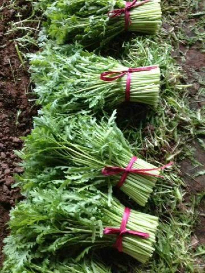 小叶茼蒿15~20cm