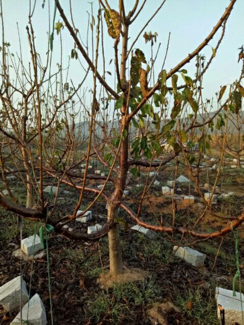 美早樱桃苗优良大樱桃品种产地直供