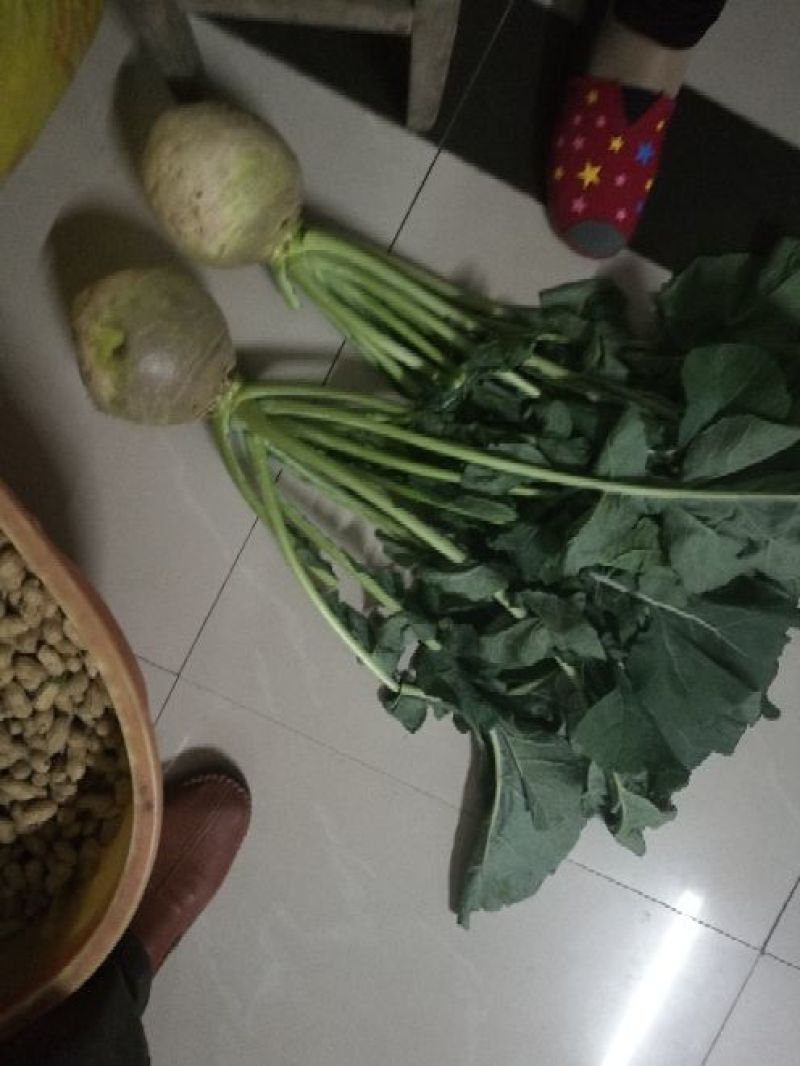 芥菜头/疙瘩/酱菜厂原料/6000亩基地直供/一手货源