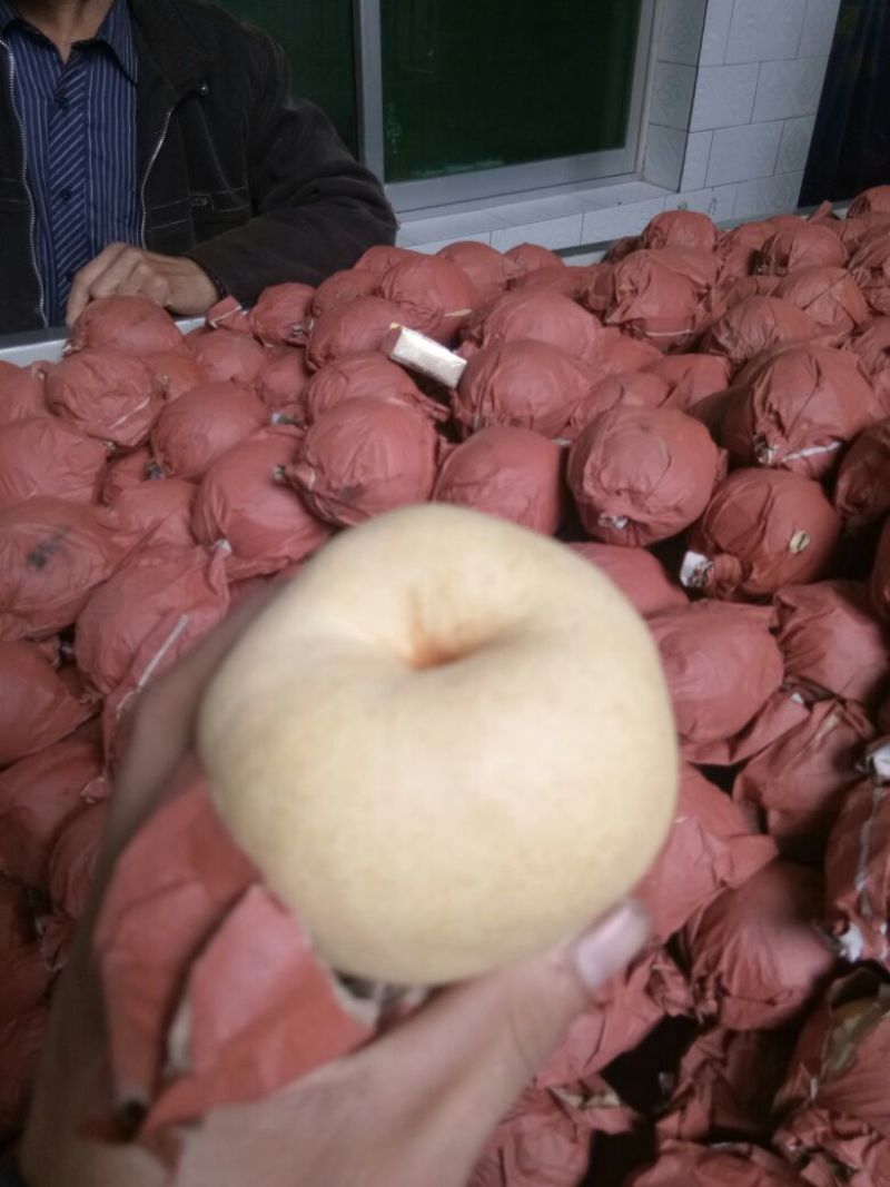 陕西蒲城酥梨口感好果面净，耐储蓄，糖度高，产地直供。