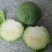 黄心菜白菜净菜4~6斤