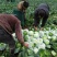 黄心菜白菜净菜4~6斤