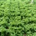 散叶生菜6两~7两