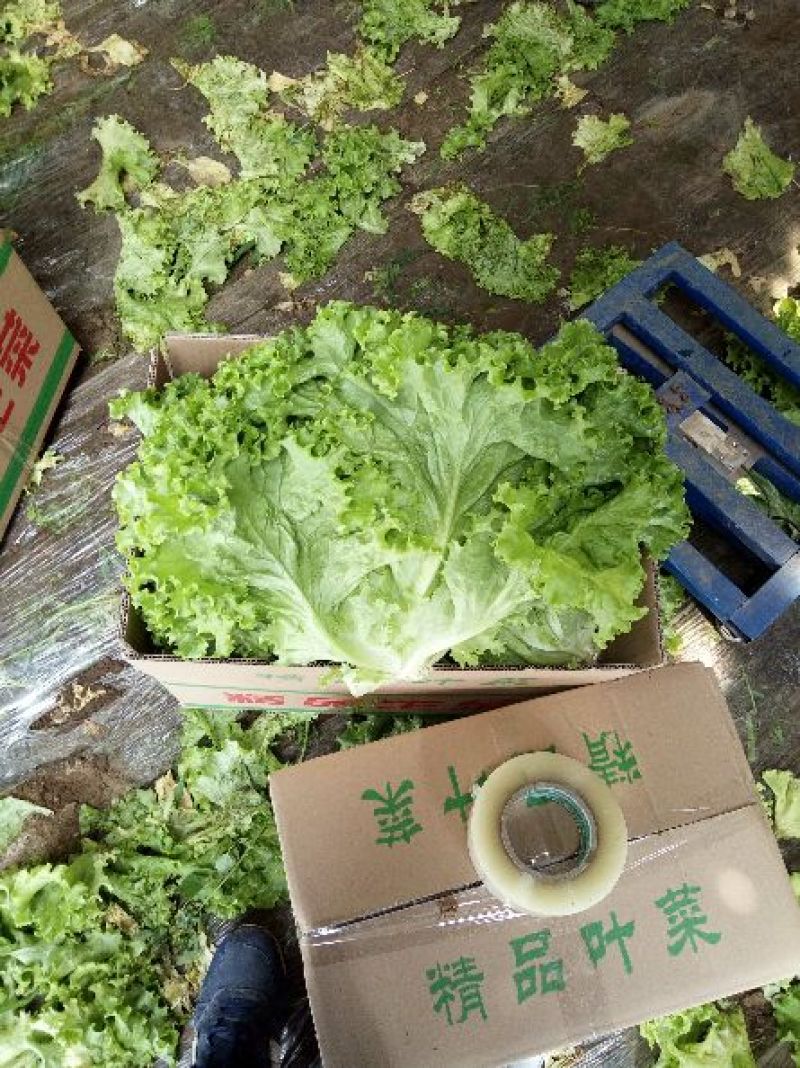 散叶生菜6两~7两