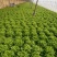 散叶生菜6两~7两