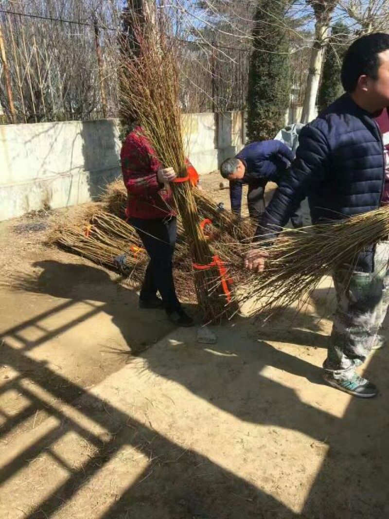 【易存活】春蜜桃树苗早熟桃苗品种纯正保成活