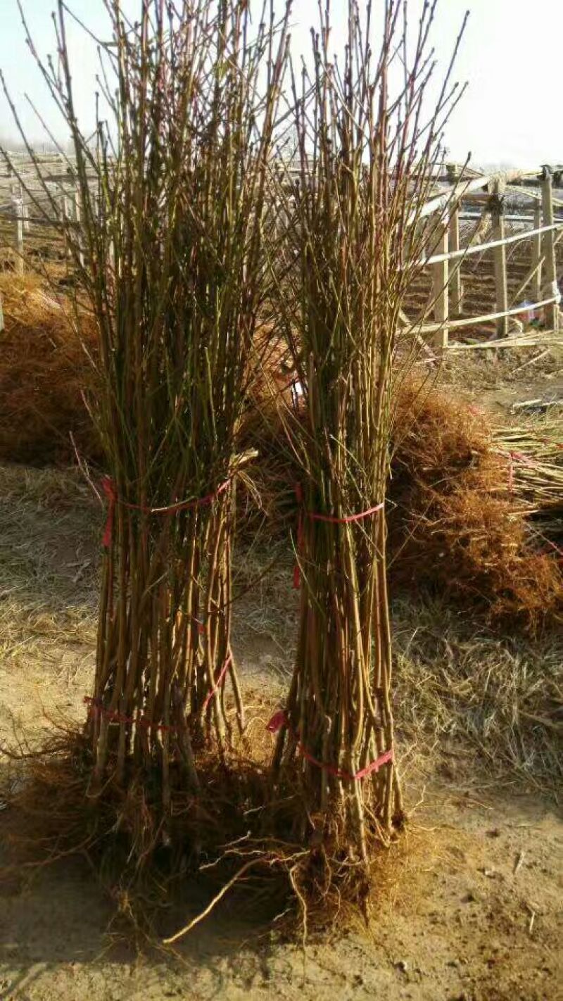 【易存活】春蜜桃树苗早熟桃苗品种纯正保成活