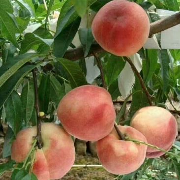 【易存活】春蜜桃树苗早熟桃苗品种纯正保成活