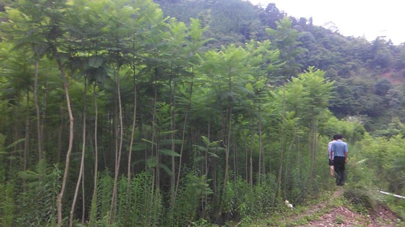 蓝花楹2~3m