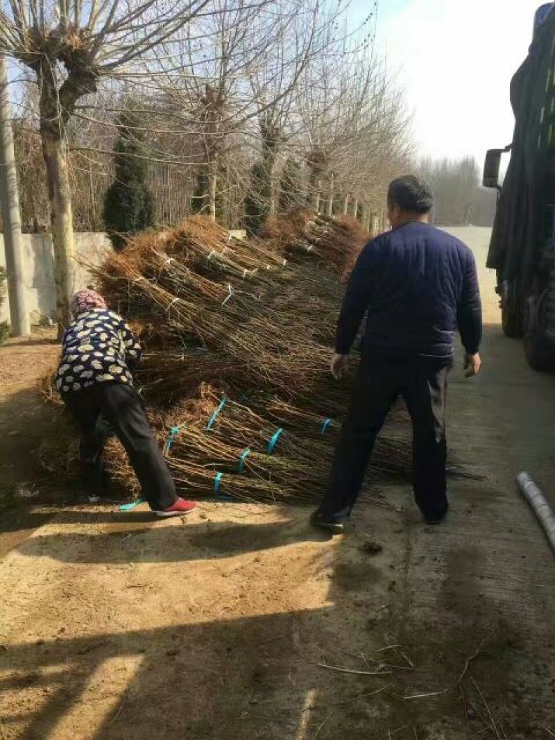 黄桃树苗品种纯正基地现挖现发技术指导
