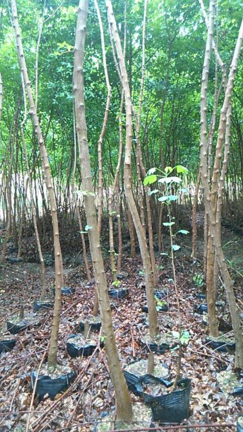 三角枫171~200cm