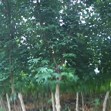 三角枫171~200cm