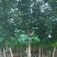 三角枫171~200cm