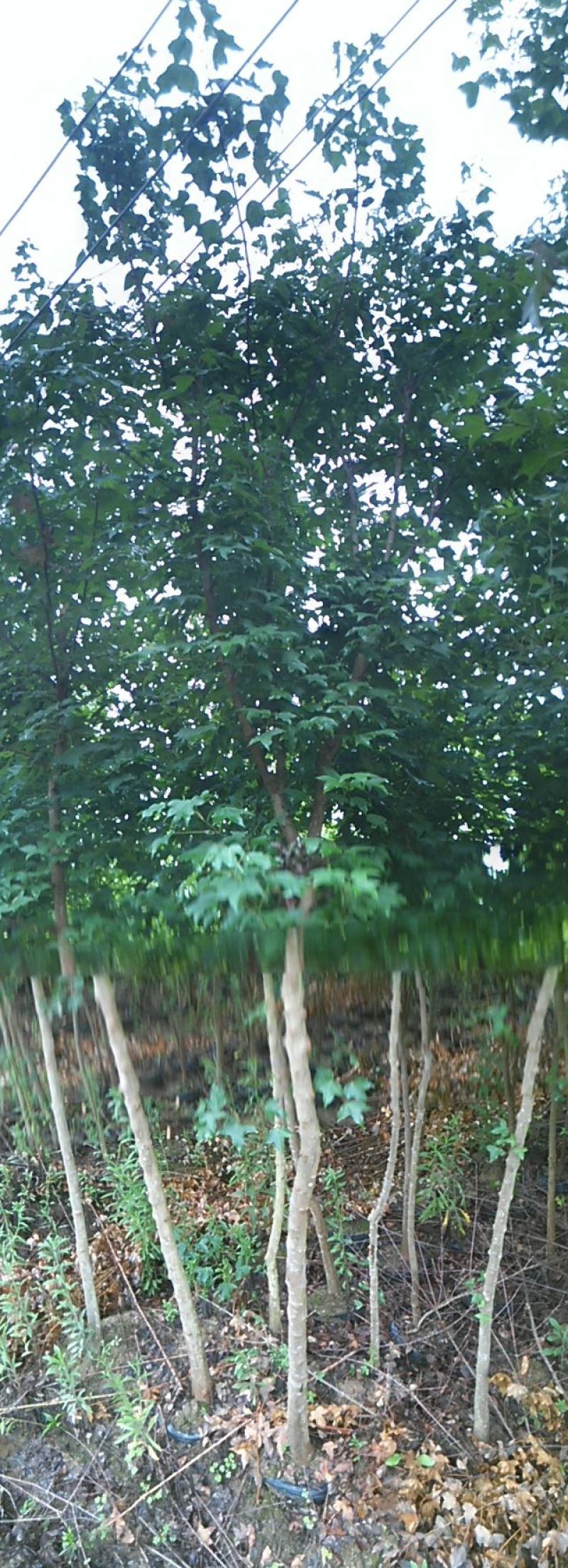 三角枫171~200cm