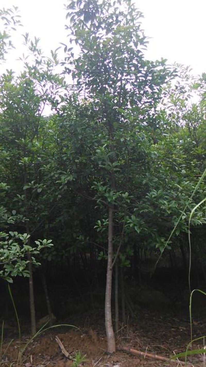 中华石楠2.5~3m