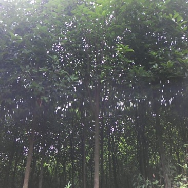 中华石楠2.5~3m