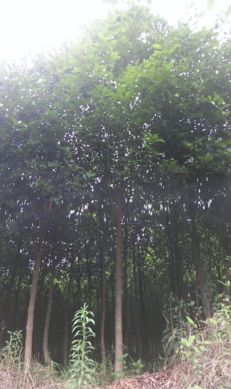 中华石楠2.5~3m