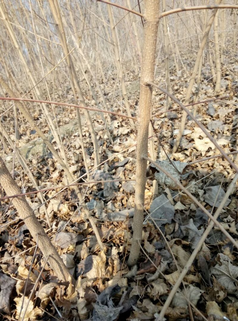 紫薇树苗价格百日红树苗3公分紫薇树优质绿化苗