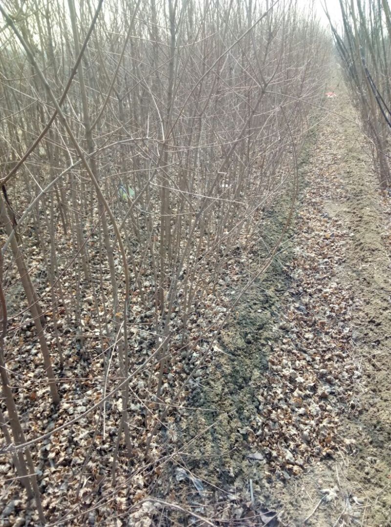 紫薇树苗价格百日红树苗3公分紫薇树优质绿化苗