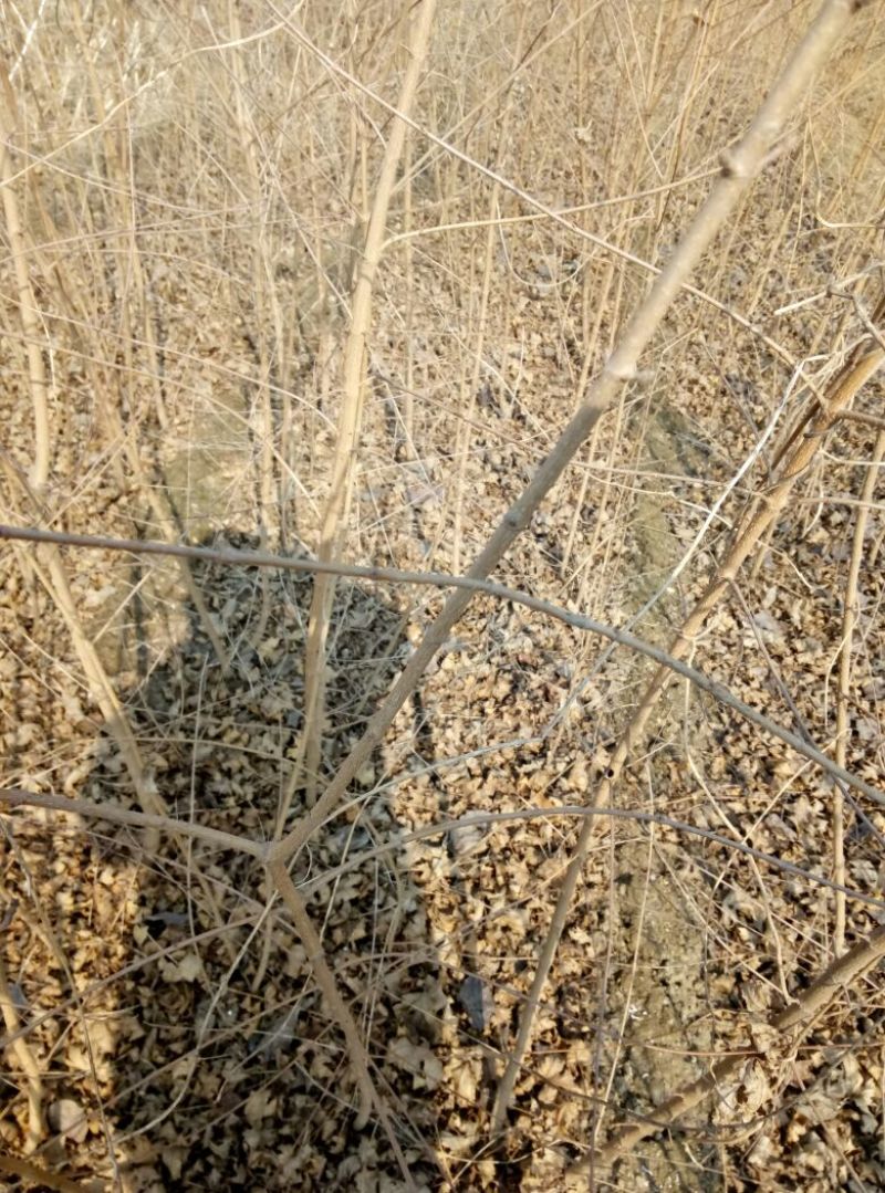 紫薇树苗价格百日红树苗3公分紫薇树优质绿化苗