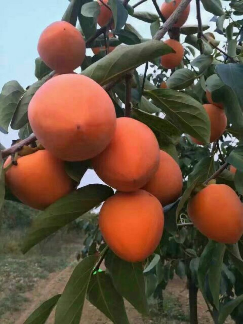柿饼1~2两