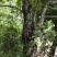 山枫香树5m以上
